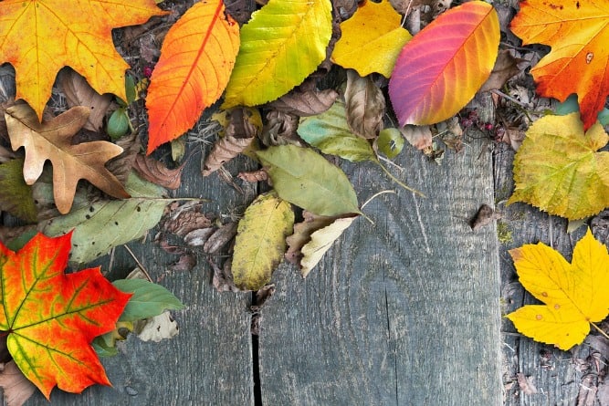 (*) HOME | SFEER CREËREN TIJDENS DE HERFST