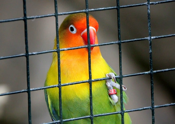 PERSONAL | MAM MAG IK EEN VOGEL ALS HUISDIER?