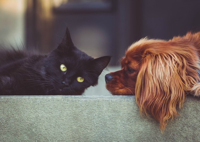 HOME | TIPS VOOR KATTEN- EN HONDENHAREN