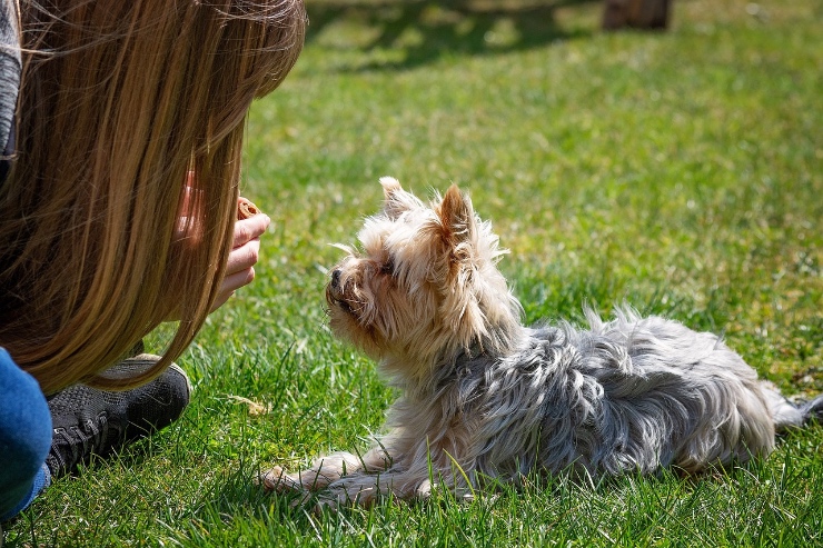 5 basistips voor het trainen van je hond